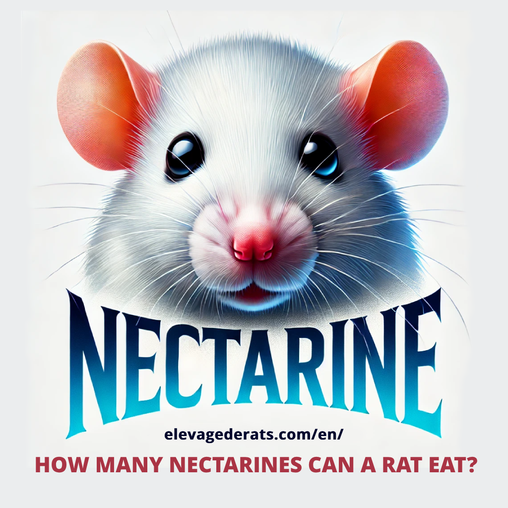How many nectarines can a rat eat ?
