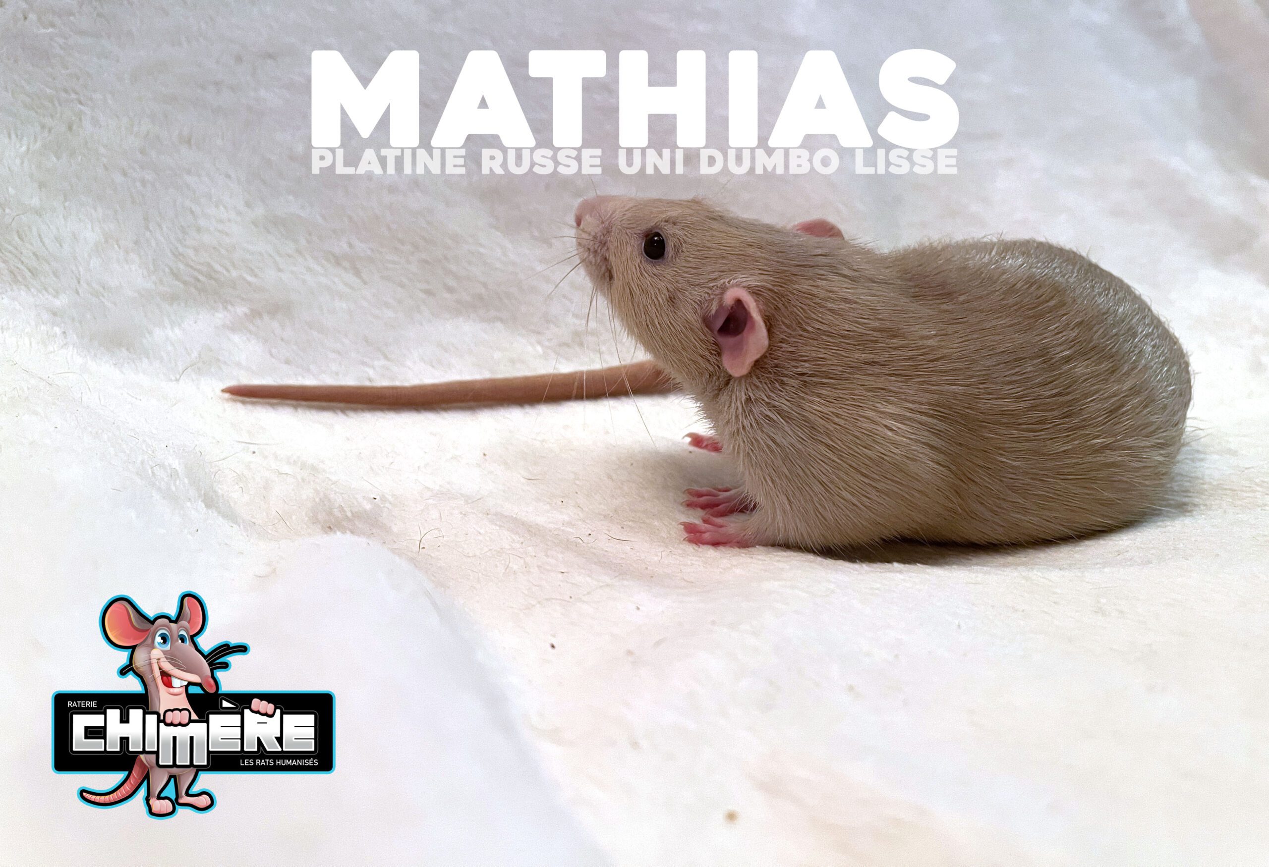 rat issu d'une méthode d'élevage de rats - rat platine russe uni dumbo lisse