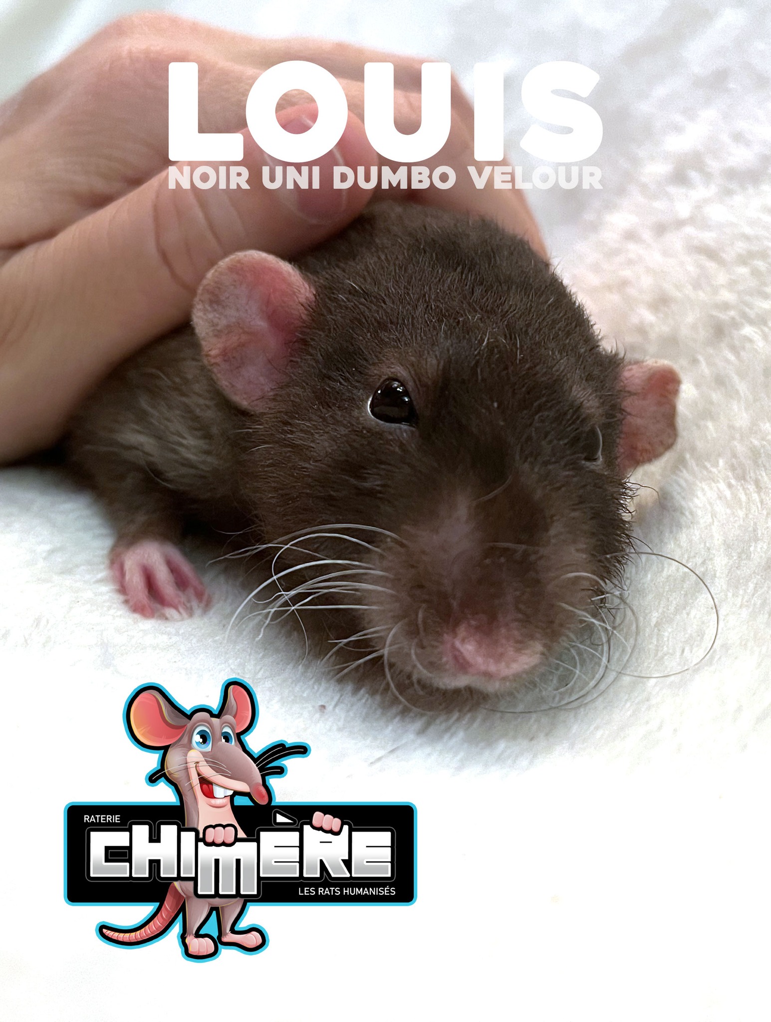 rat issu d'une méthode d'élevage de rats - rat noir uni dumbo velour