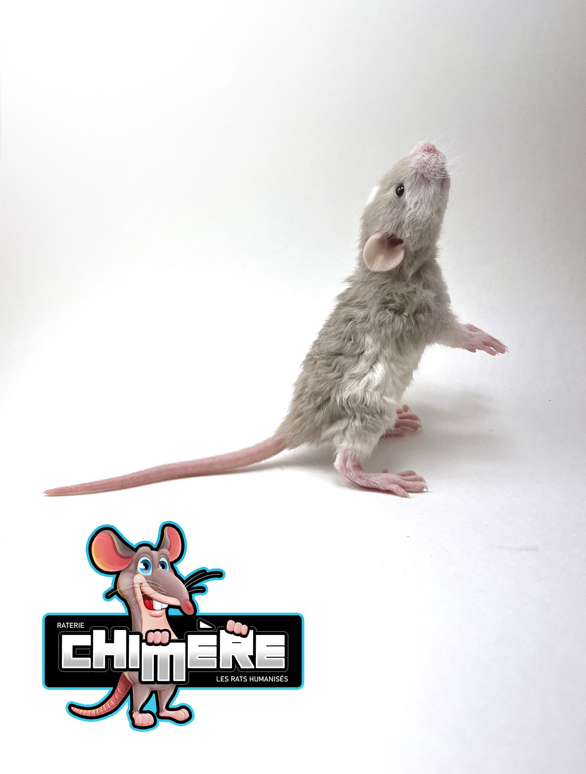 rat issu d'une méthode d'élevage de rats - bébé rat platine russe dumbo rex