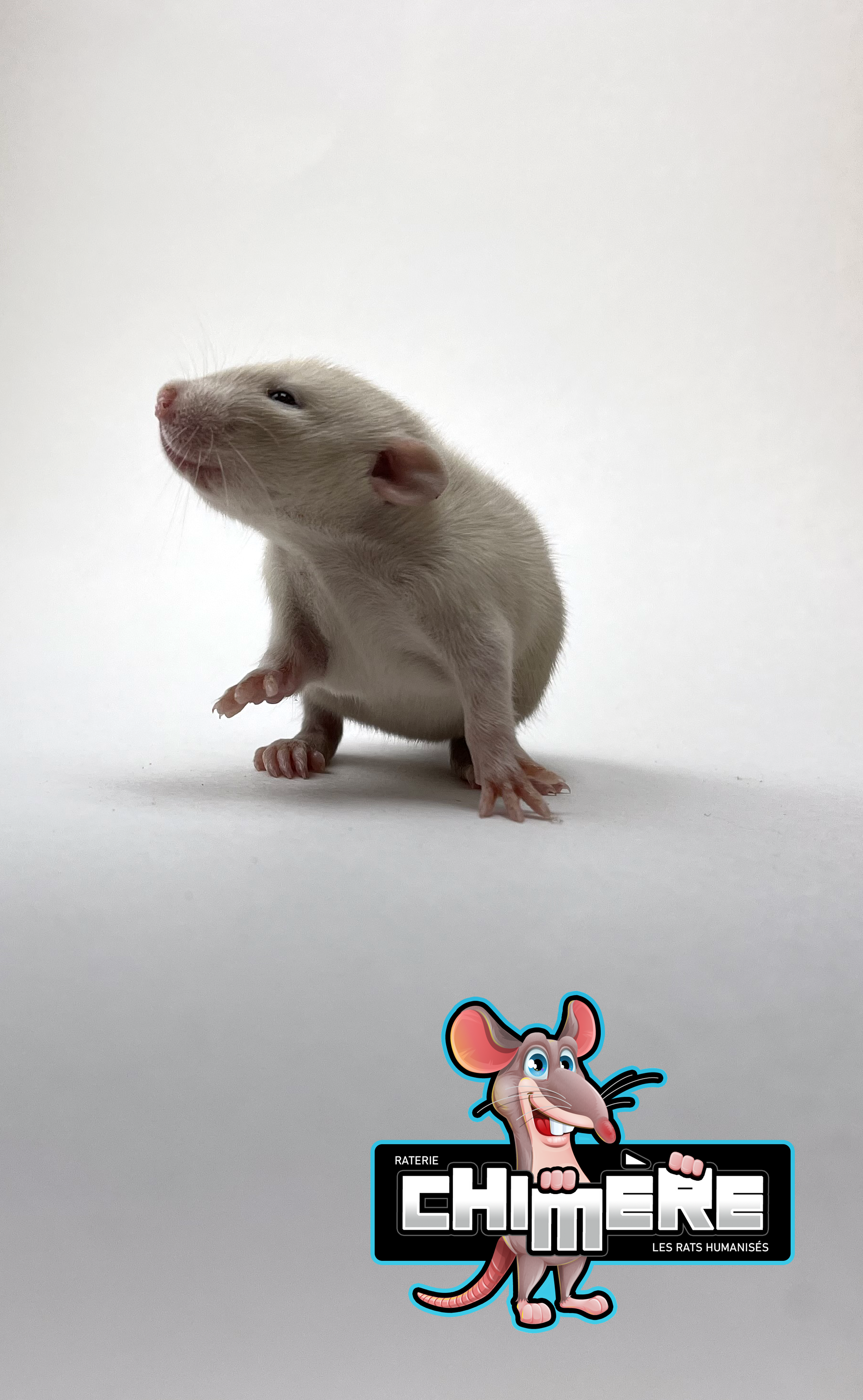 rat issu d'une méthode d'élevage de rats - bébé rat siamois seal point